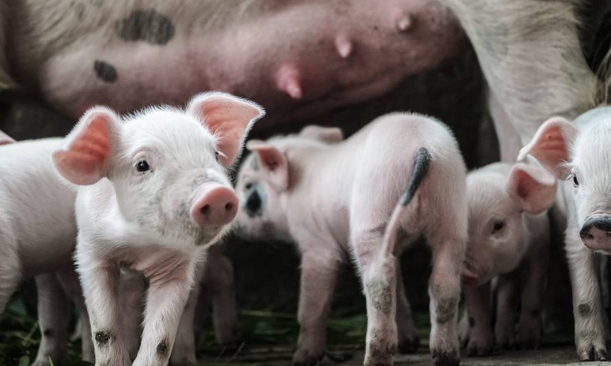 Joaquín Phoenix estrena documental sobre la sensibilidad de los cerdos