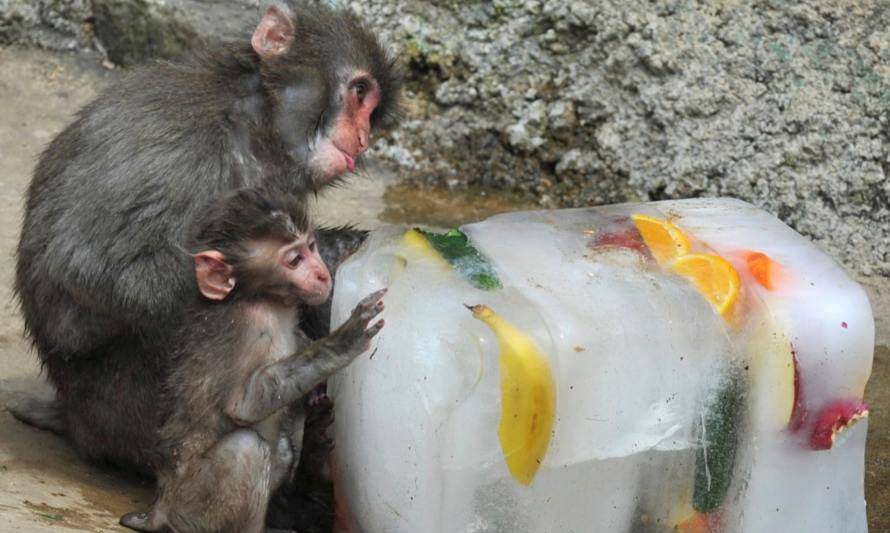 Conoce la innovadora forma de ayudar a los animales en las olas de calor