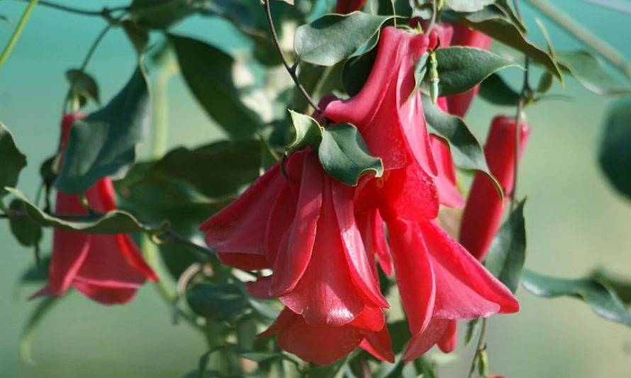 Lanzan libro didáctico sobre la biodiversidad vegetal de Chile