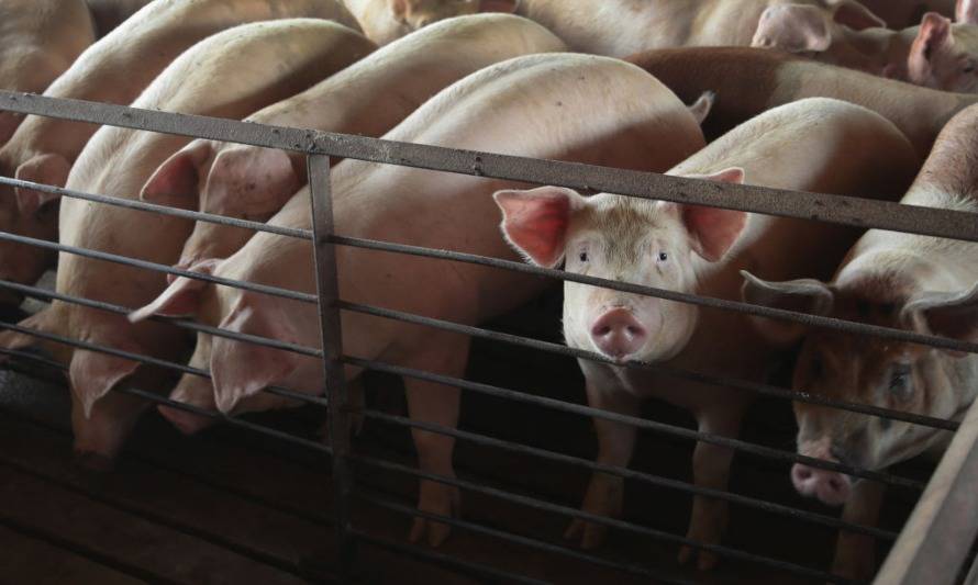 MMA llama a participar en consulta ciudadana por norma sobre olores porcinos