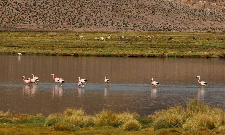 Día Mundial de los Humedales: Conoce la importancia de cuidarlos