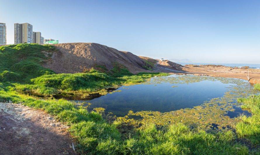 Aguada la Chimba quiere ser el primer Humedal Urbano de Antofagasta