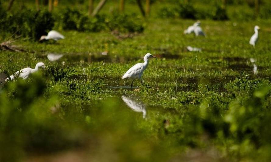 Ley de humedales urbanos protegerá 4 zonas húmedas en Los Ríos