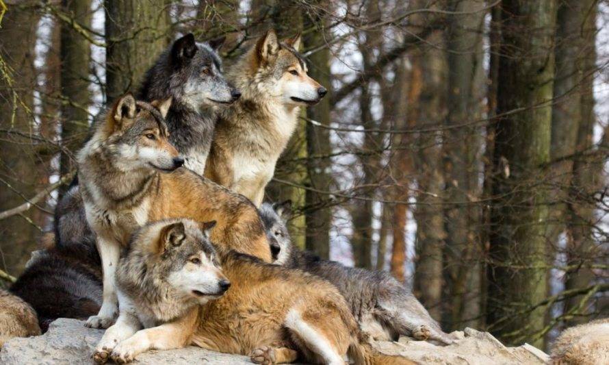 España evalúa considerar el lobo como un animal protegido