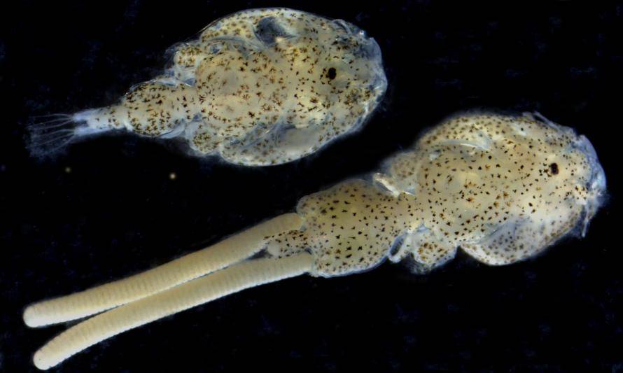 Estudiarán durante 4 años la genómica marina del piojo de mar