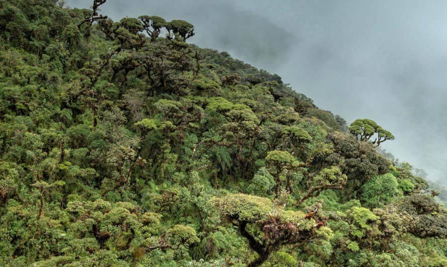 Andean Forests: Un recorrido por los bosques andinos en realidad virtual