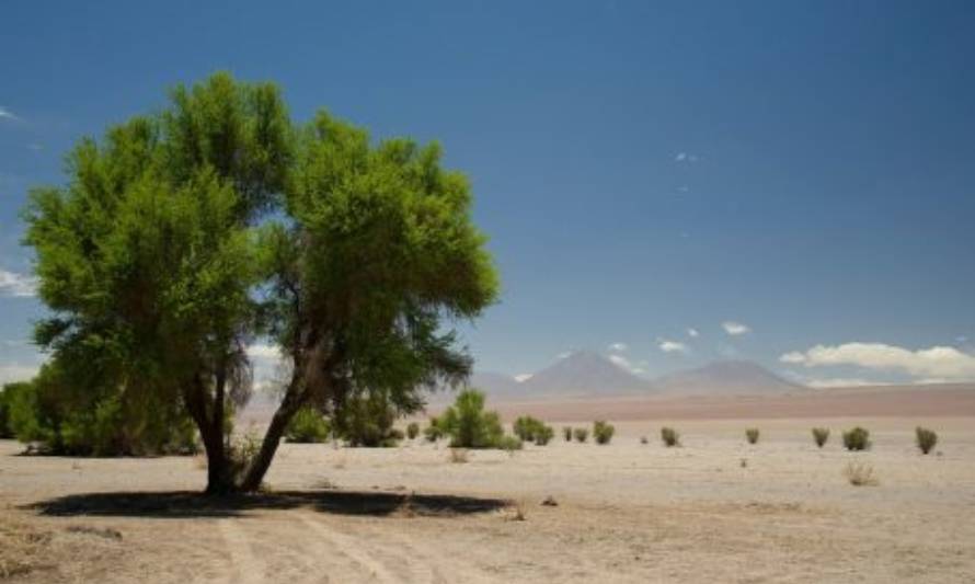 Forestarán cien hectáreas de tamarugos y queñoas en la región de Tarapacá