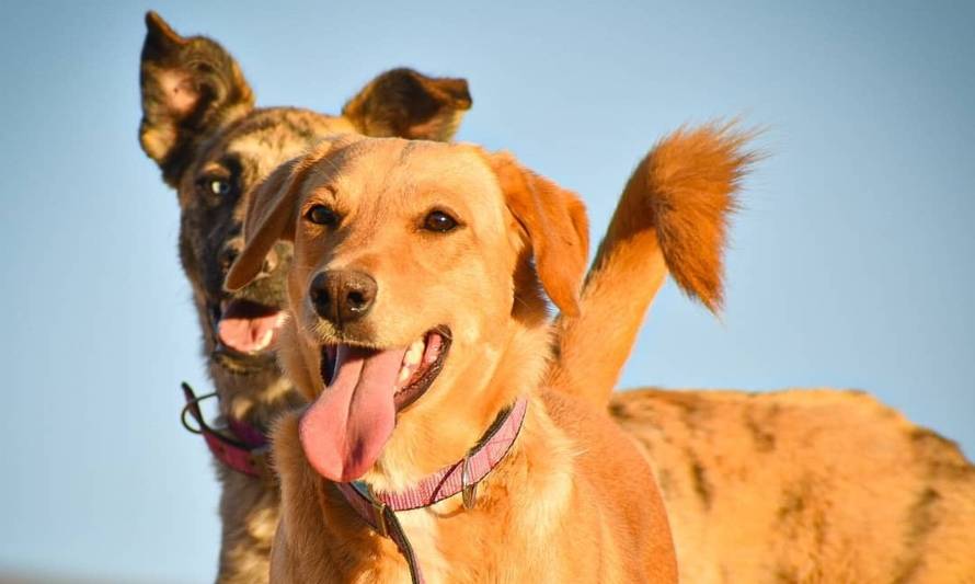 Adopta Copiapó: una iniciativa de tenencia responsable de mascotas