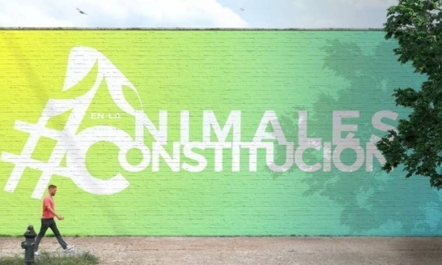 Campaña busca incluir a los animales en Nueva Constitución