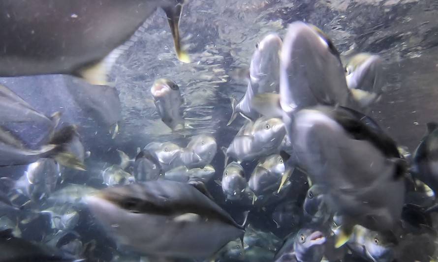 La iluminación LED ayuda a mejorar de manera sustentable el crecimiento de los peces