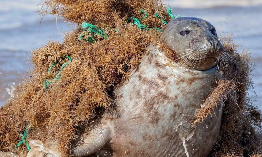 Campaña busca frenar drásticos efectos de la contaminación marina