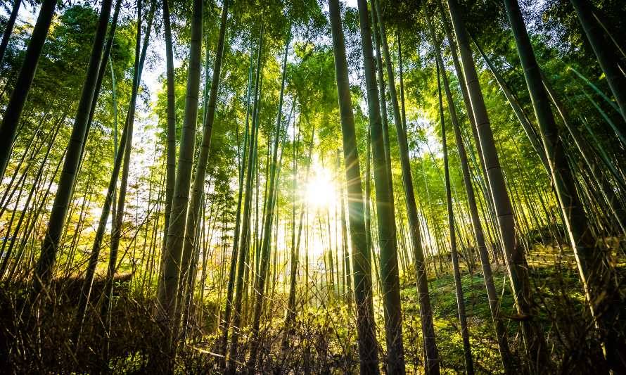 Día Internacional de los Bosques: CONAF lanza potentes iniciativas forestales
