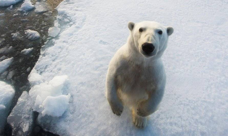 El oso polar: un ícono del impacto del cambio climático