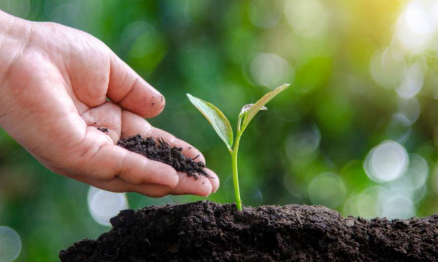 Manitos en la tierra: Planta un árbol nativo en el patio de tu casa