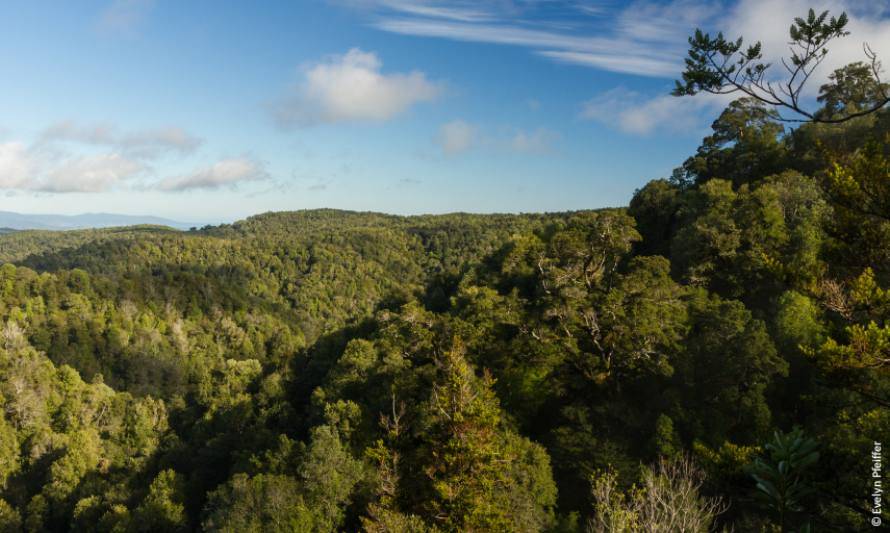 La necesidad de una naturaleza sana debe priorizarse en la nueva Constitución