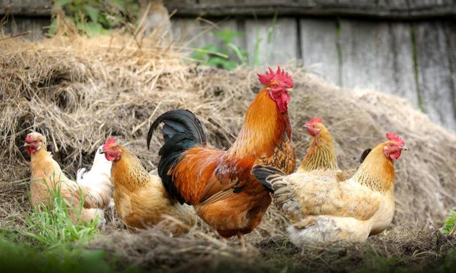 Estudiantes de la U. de Chile buscan producir bioplástico a partir de plumas de aves