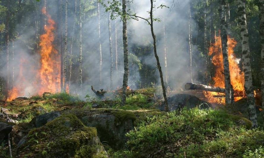 Onemi declara alerta para la RM por amenaza de incendio forestal