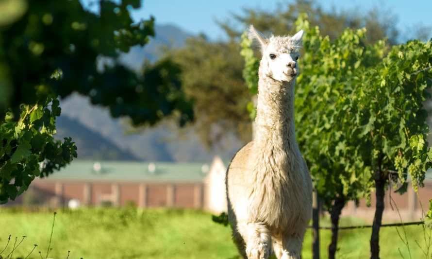 Viñedos Veramonte obtuvo el certificado de enoturismo sustentable