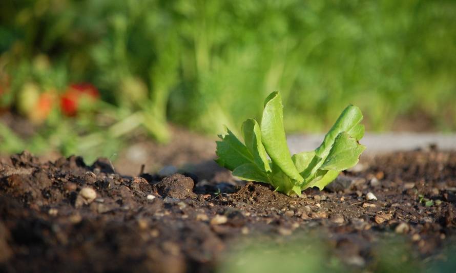 Avanza el proyecto “Cambio Climático” de la región de O’Higgins