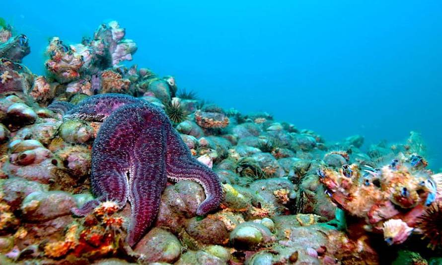 La importancia de la Estrella de Mar en las profundidades del océano