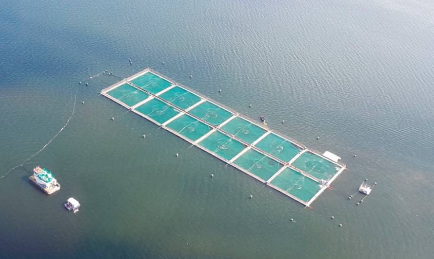 ¿Qué ocasionó la histórica mortandad de peces en la Isla Grande de Chiloé?