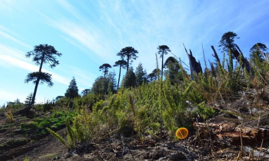 Cifras alarmantes: Más de un 70% de plantas y anfibios presentan riesgos de extinción en Chile