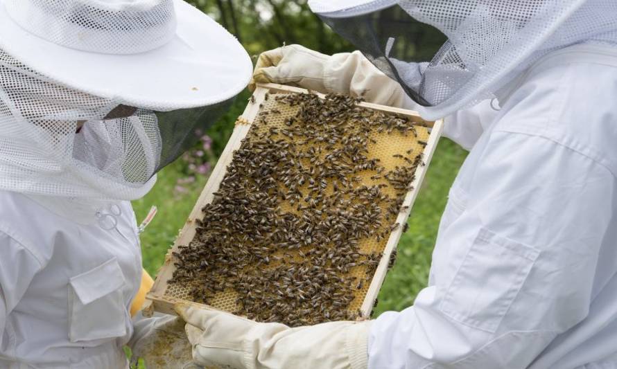 Propuesta busca recuperar suelos para mejorar la producción de miel 