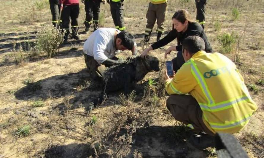 Brigadistas de Conaf rescatan a perrita atrapada en barro y rodeada de buitres