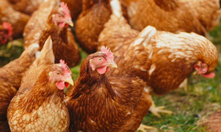 ONG trabaja para eliminar gradualmente las jaulas de gallinas