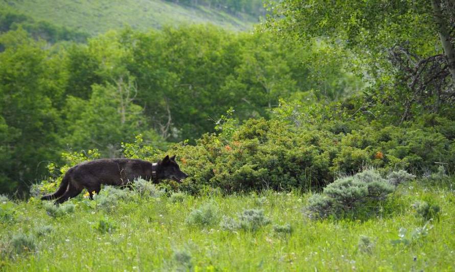 Tras más de 80 años encuentran cachorros de lobos grises en Colorado