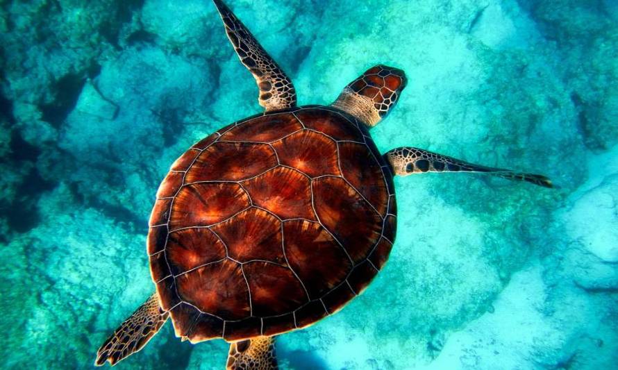 ¡Tortugas marinas en peligro! Conoce las principales amenazas de la especie