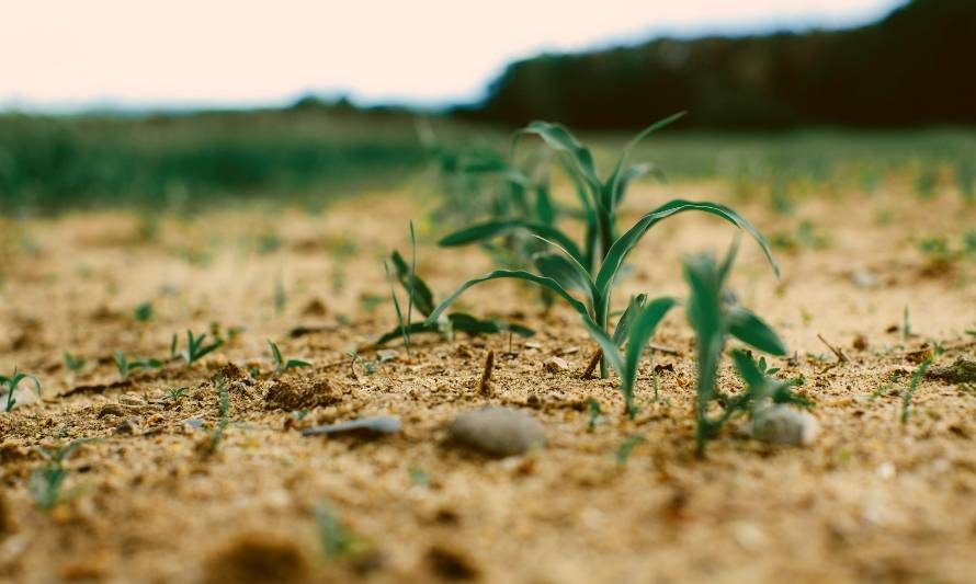 17 de junio: Día Mundial contra la Desertificación y la Sequía