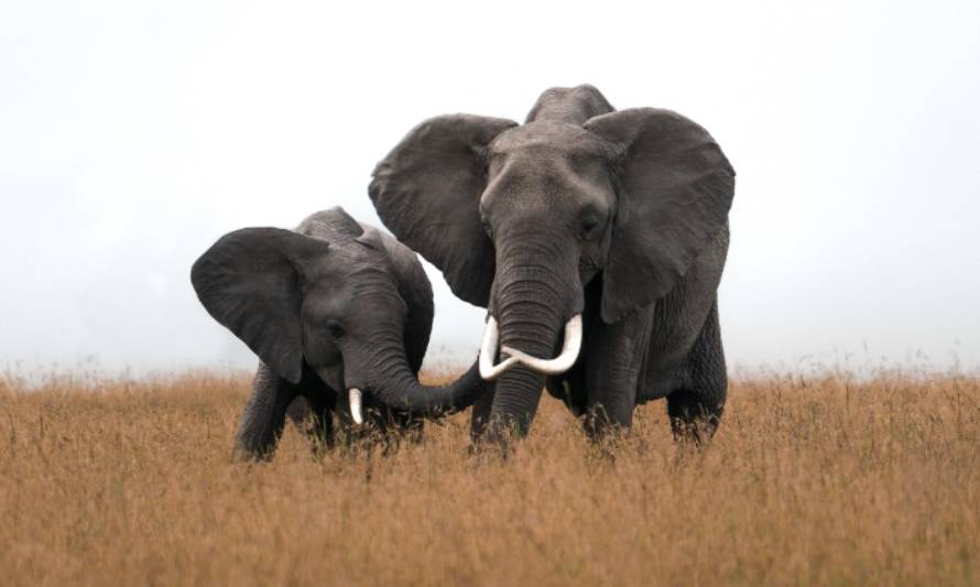 Crean el primer “traductor” de elefantes