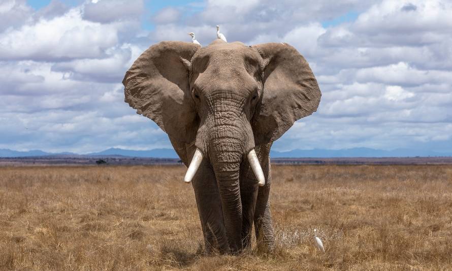 Reino Unido prohibirá mantener elefantes en cautiverio en zoológicos
