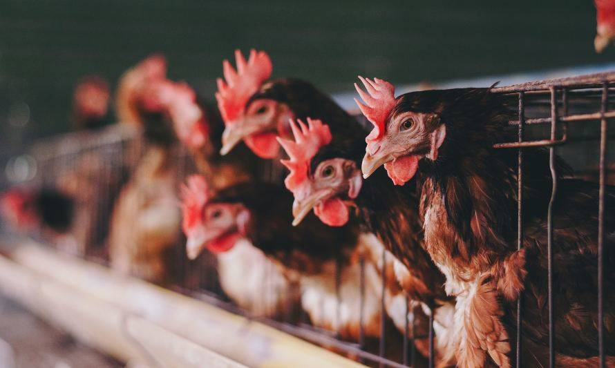Comisión Europea determinó que la producción animal en jaulas debe acabar