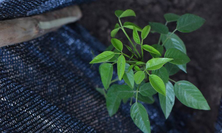 Buscan restaurar cuencas de Ñuble con plantación de árboles nativos