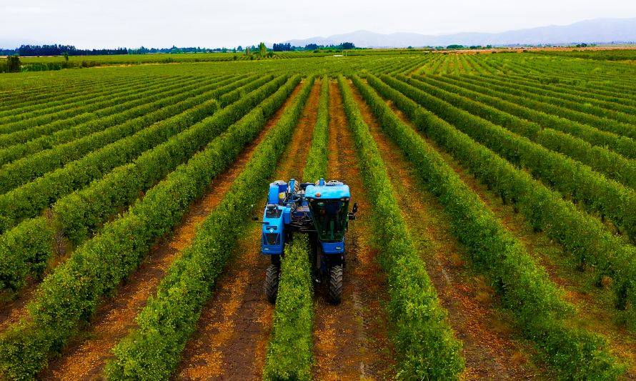 Modelo SES: Sistemas Eficientes y Sostenibles en Alta Densidad marcan tendencia en la industria agrícola