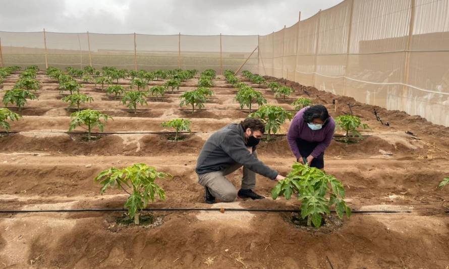 Lanzan programa tecnológico para potenciar la agricultura en zonas desérticas 