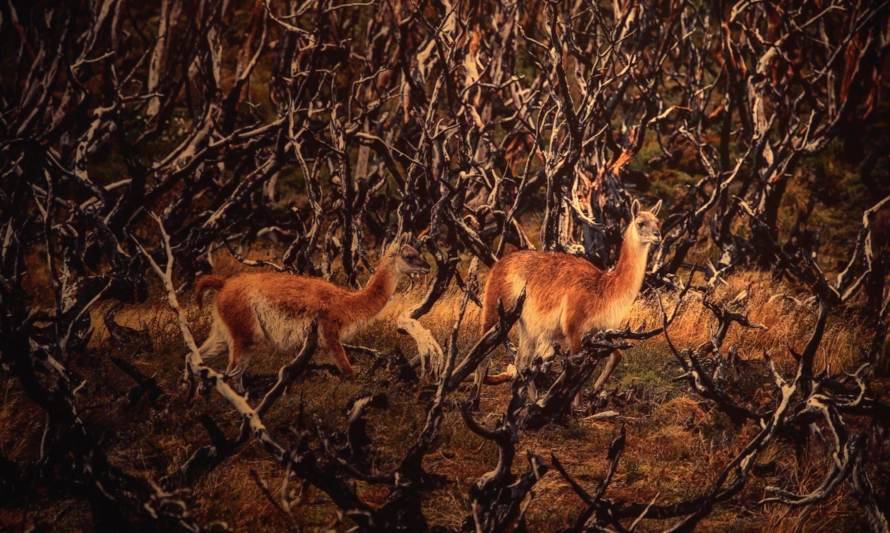 Expo Calentamiento Global en Chile: fotografías que muestran los cambios en los paisajes y lugares de nuestro país