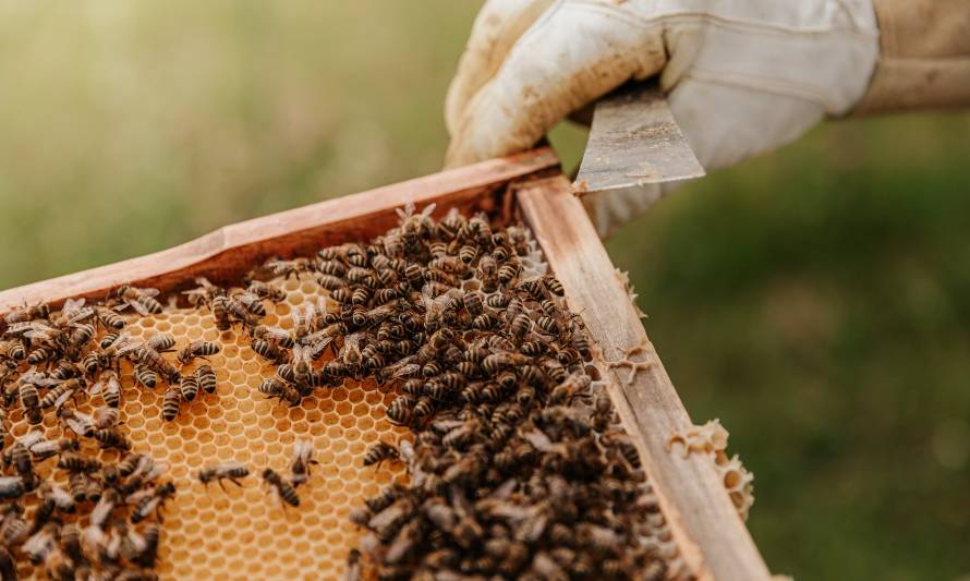 Chile aumentó su consumo de miel durante la pandemia