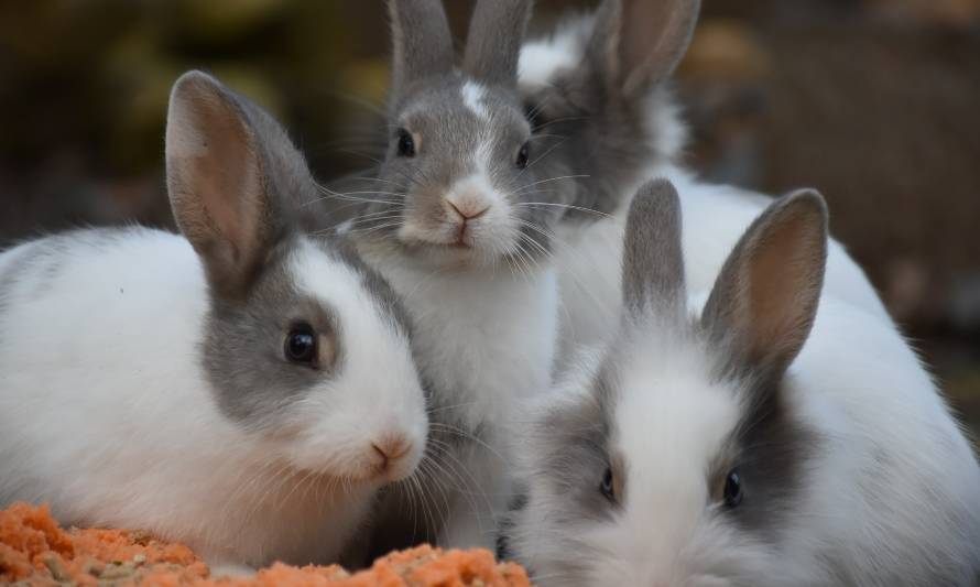 Comisión de Salud aprobó proyectos que prohíben experimentación de cosméticos en animales