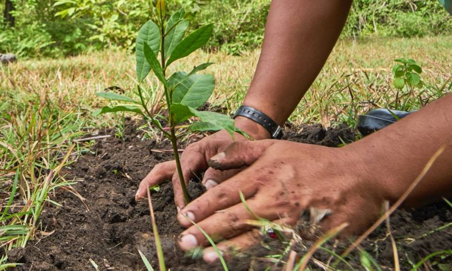 Chile se suma a campaña mundial con reforestación de 15 mil árboles nativos