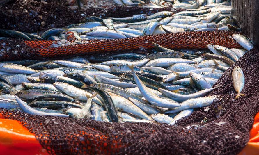 Subpesca lanza plan para reducir desperdicio de recursos marinos en caletas
