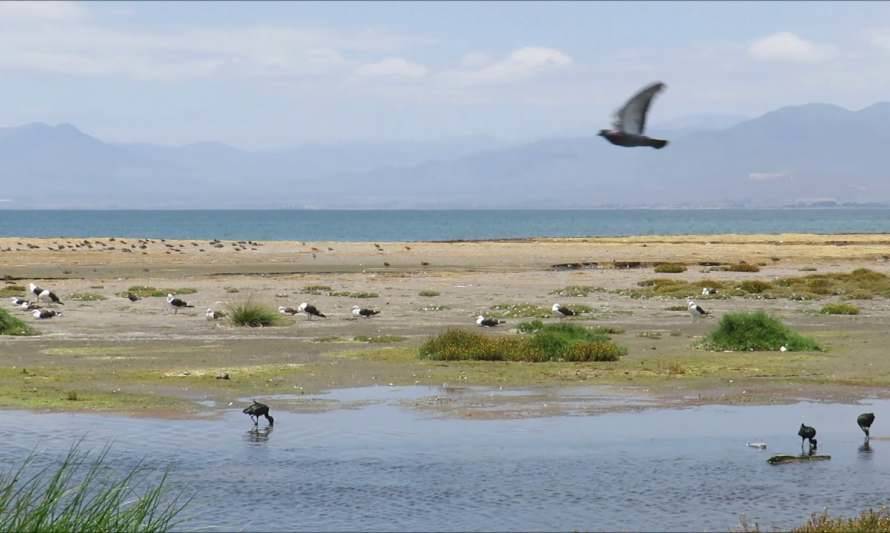 Humedal El Culebrón: Un frágil ecosistema en la región de Coquimbo