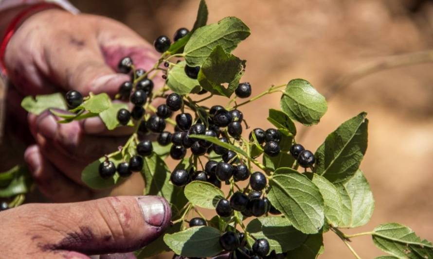 Maqui: la súper fruta chilena que previene el cáncer 