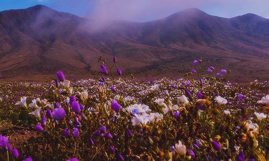 ¡Róbate las miradas! Cinco consejos para fotografiar el desierto florido