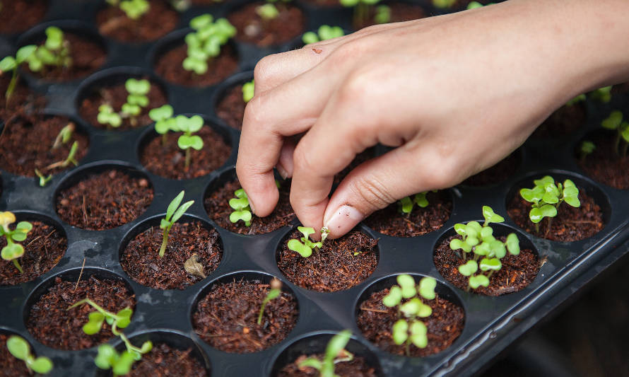 Pucobre y ENAMI apoyan a vecinos de Tierra Amarilla en emprendimiento agrícola