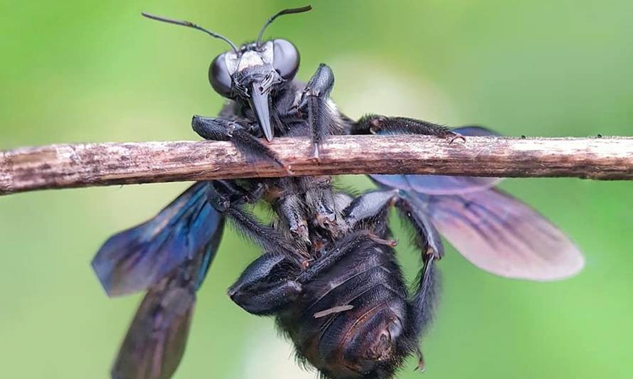 Granja de moscas genera alimentos para animales y reduce desechos orgánicos