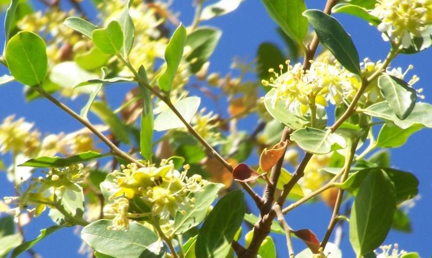 Quillay: el árbol chileno de múltiples usos