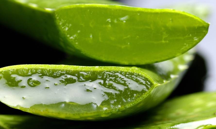 Aloe vera: rica en nutrientes y beneficiosa para la salud 